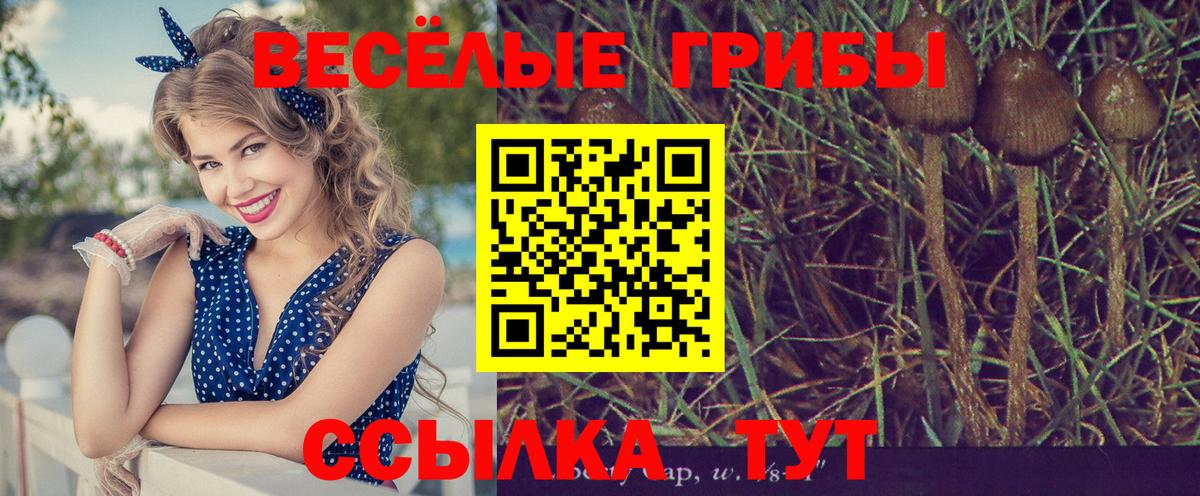 Городец  Псилоцибиновые грибы MAGIC MUSHROOMS  Вход с VPN 